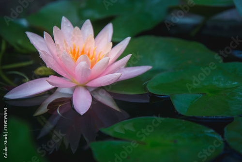 Lotus flower in pond