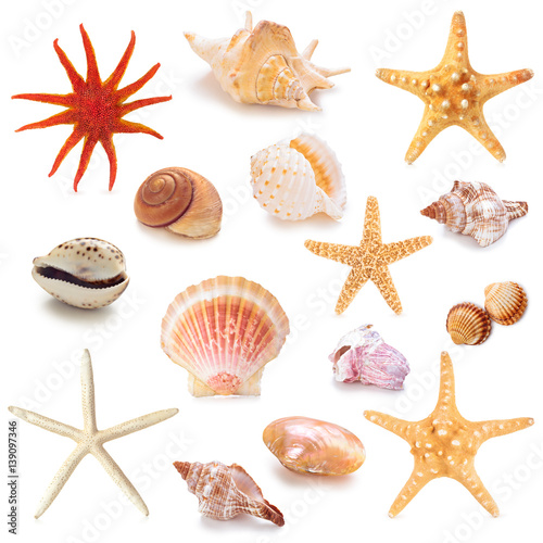 Collection of seashells.