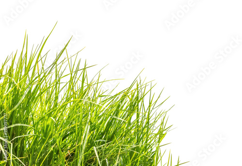 Tablou pe pânză touffe d'herbe en coin de page, fond blanc