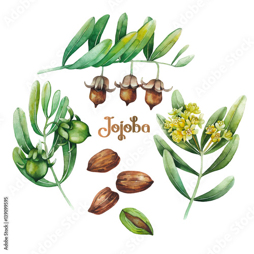 Watercolor jojoba plant photo