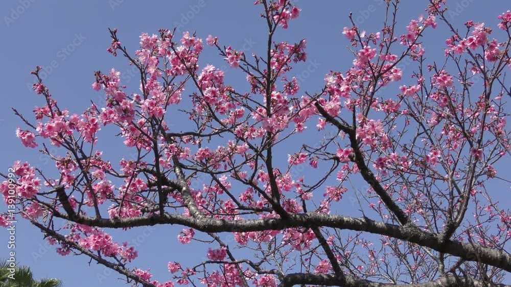 寒緋桜(カンヒザクラ) 寒緋桜(カンヒザクラ)