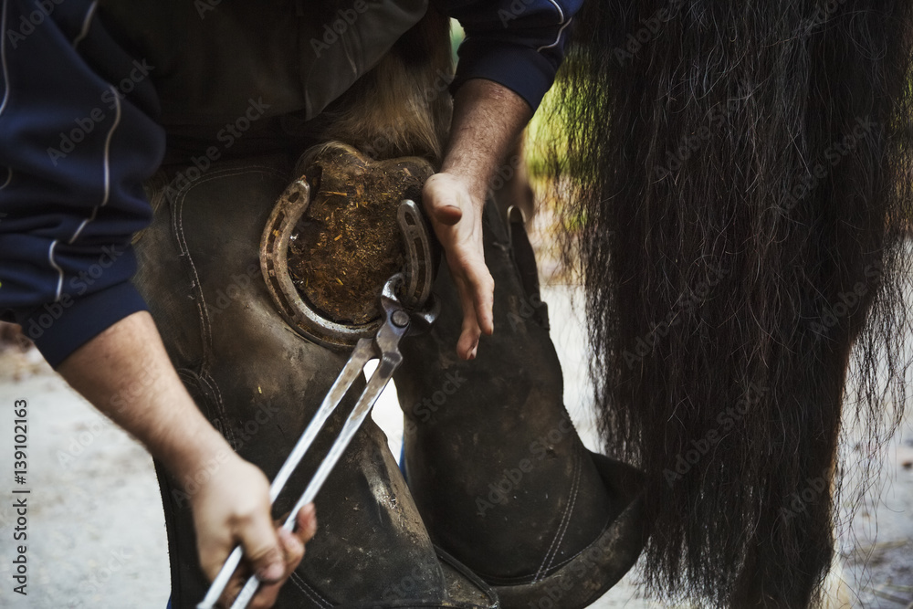 A farrier shoeing a horse, bending down and fitting a new horseshoe to a horse's hoof. 
