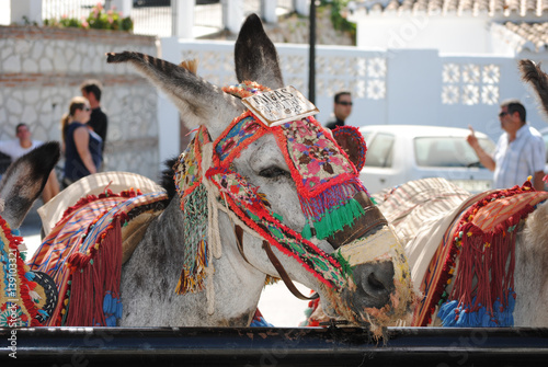 Carta da parati Donkey in Mijas. Andalusia, Spain.