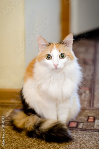 White-red cat sitting at home