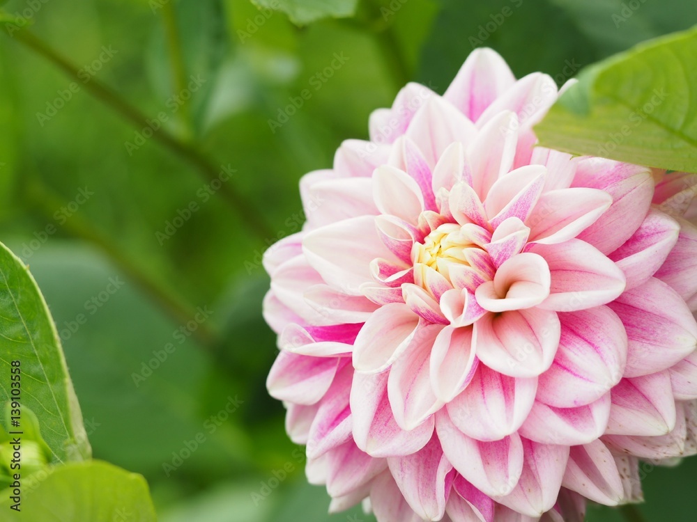 Obraz premium ピンクのかわいいダリア