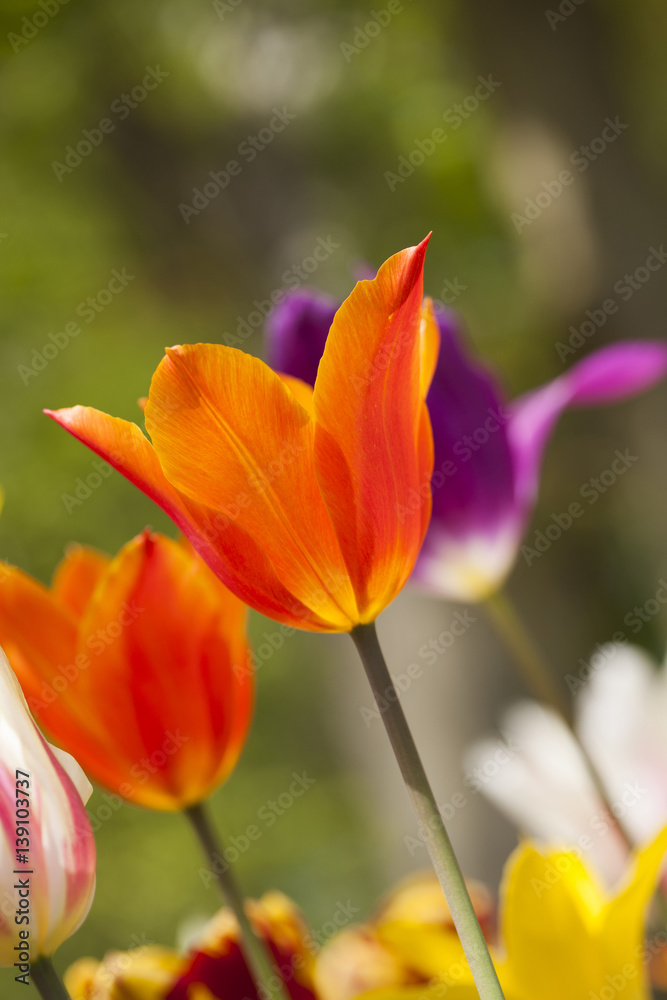 Fototapeta premium Tulips in spring,colourful tulip