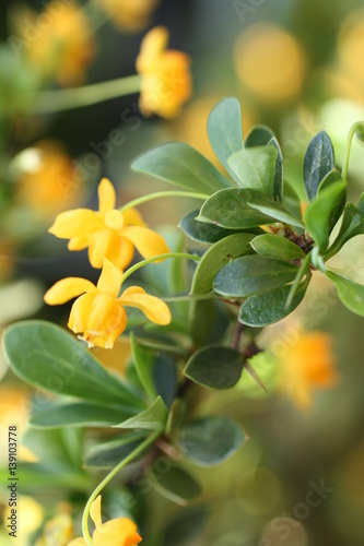 Fotografie Berberis Superba Blüte 2