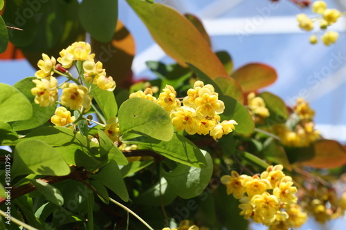 Berberis Superba Blüte photo