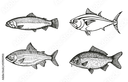 fish of the sea and river set sketch vector