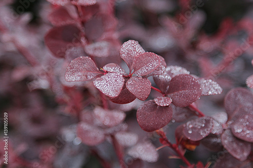 Berberis thum. Bagatelle  photo