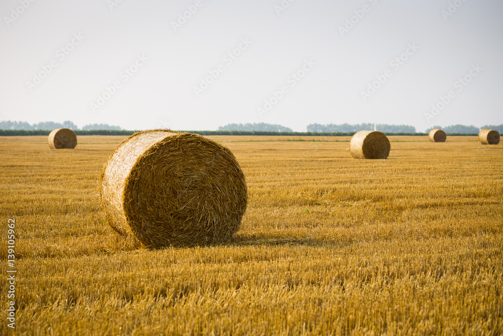 Rolls of haystacks on the field. Summer farm scenery with haystack on the Background of beautiful sunset. Agriculture Concept.Harvest concept