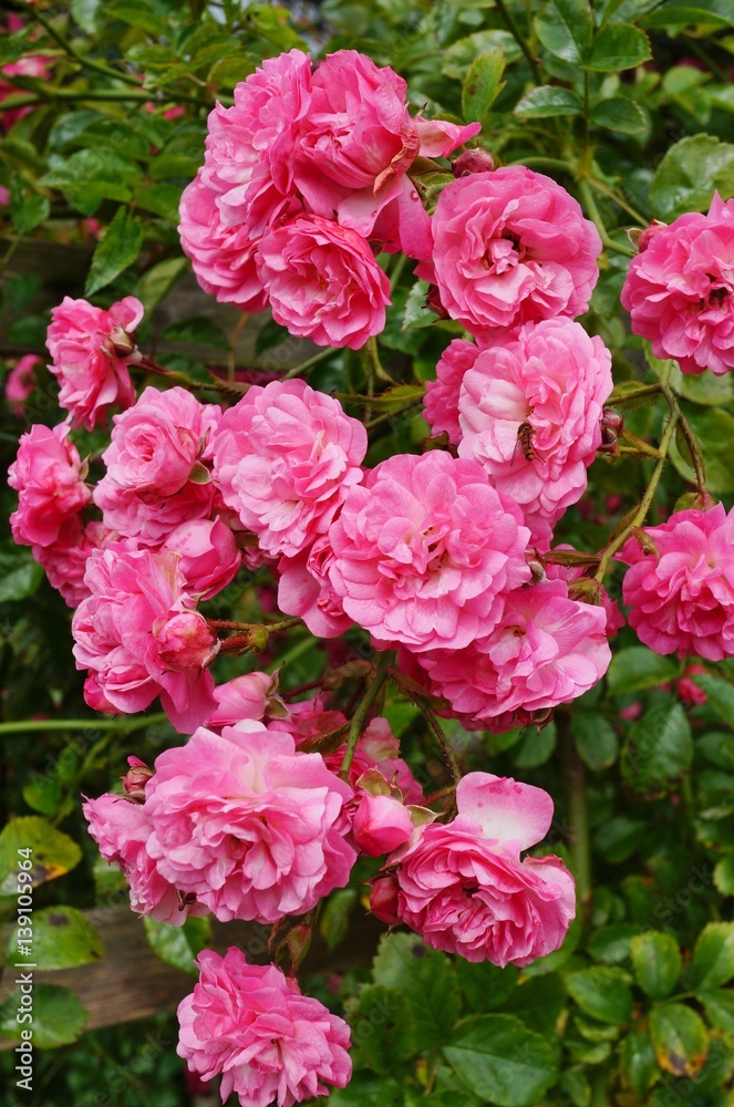 Pink shrub roses in a cottage garden