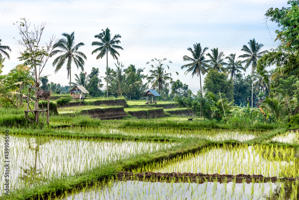 balinese rice field early morning balinese rice field early morning
