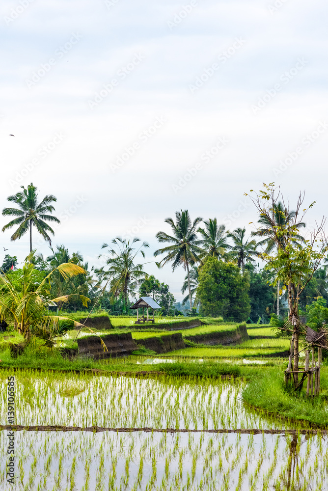 balinese rice field early morning 