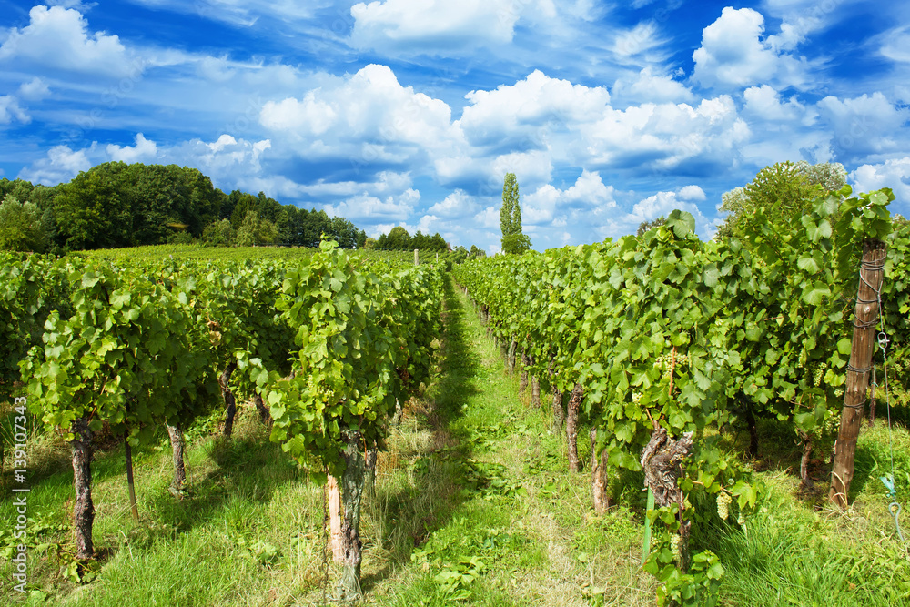 Vignoble alsacien à Cleebourg, Bas Rhin, Alsace