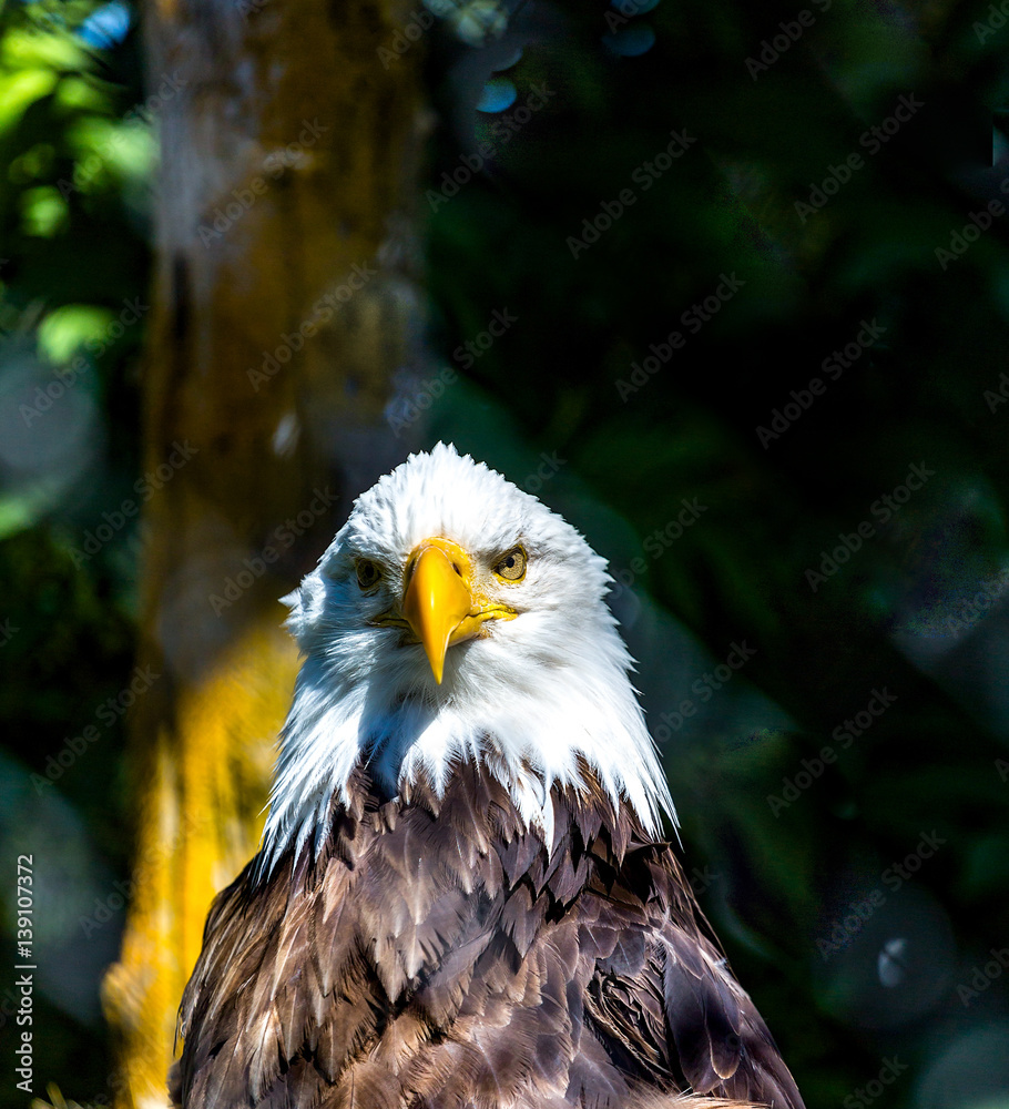Obraz premium Bald Eagle Looking