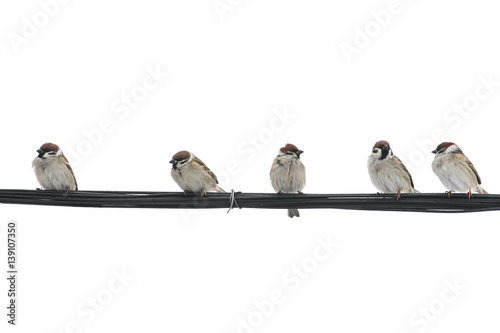 many small birds Sparrow sitting on wires against a white isolated sky