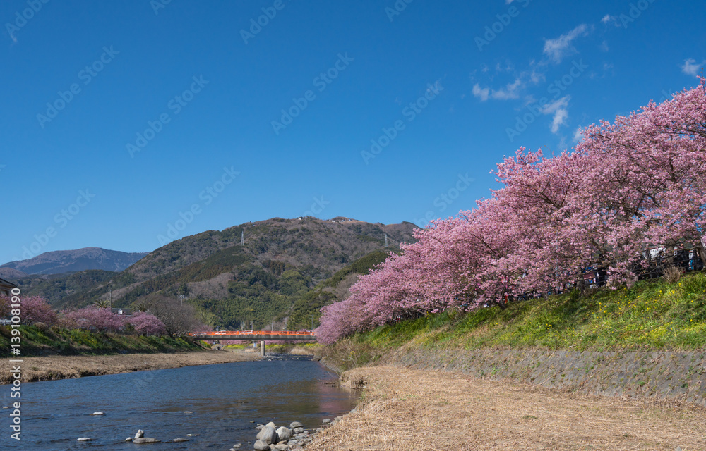 河津桜