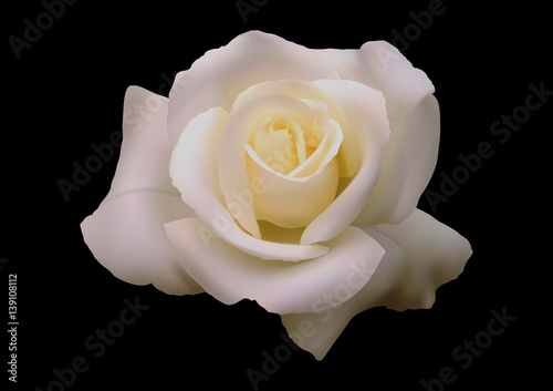Rosa bianca tridimensionale vettoriale realistica  photo
