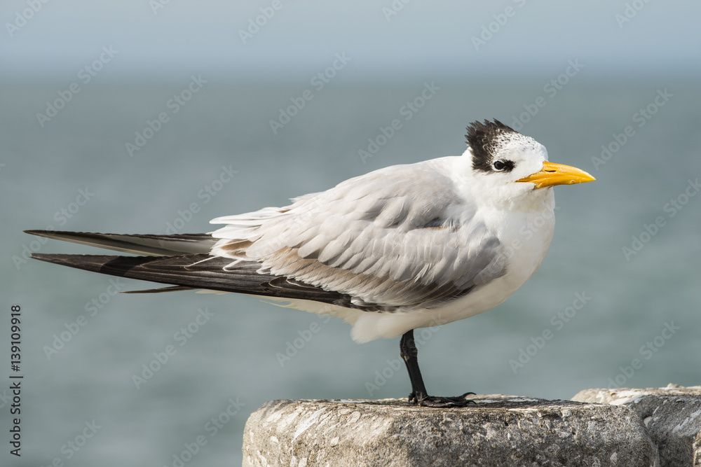 Fototapeta premium Royal Tern