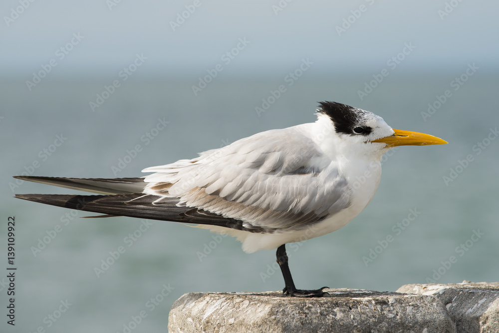 Obraz premium Royal Tern