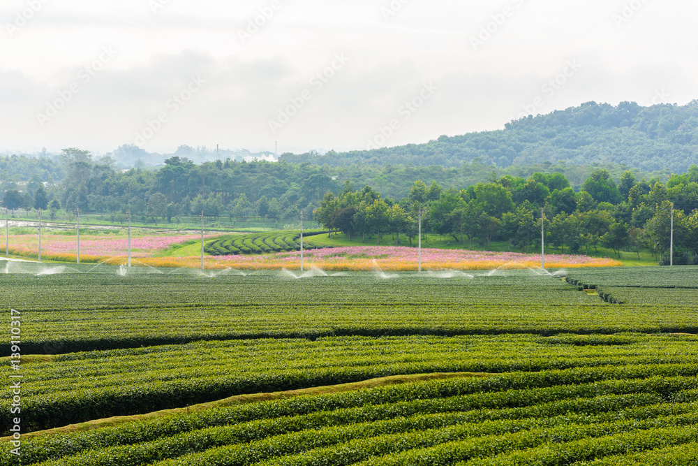 Green Tea Farm