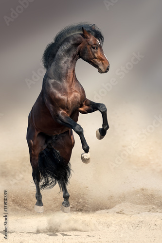 Obraz na plátně Bay horse rearing up in desert dust