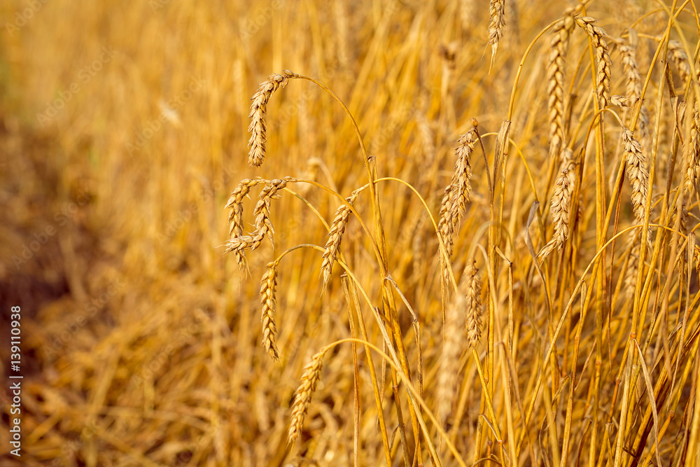 Fototapeta premium Gold wheat field