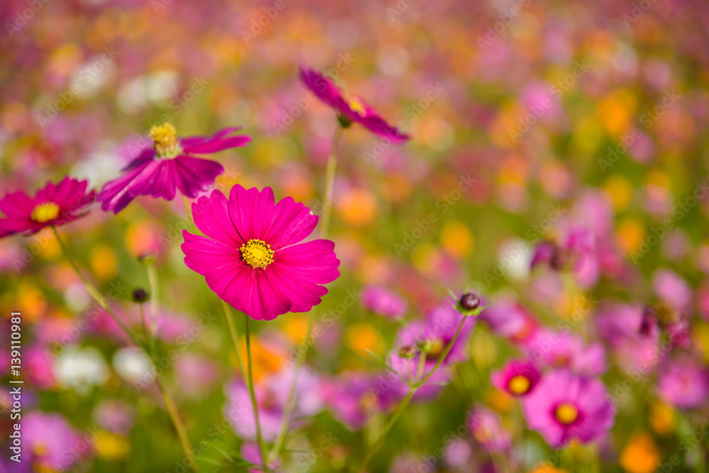 Cosmos flowers blooming Cosmos flowers blooming