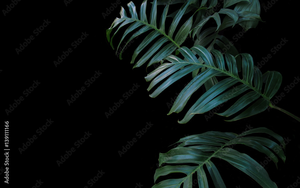 Fototapeta Zieleni liście Monstera zasadzają dorośnięcie w dzikim tropikalna lasowa roślina, wiecznozielony winograd na czarnym tle.