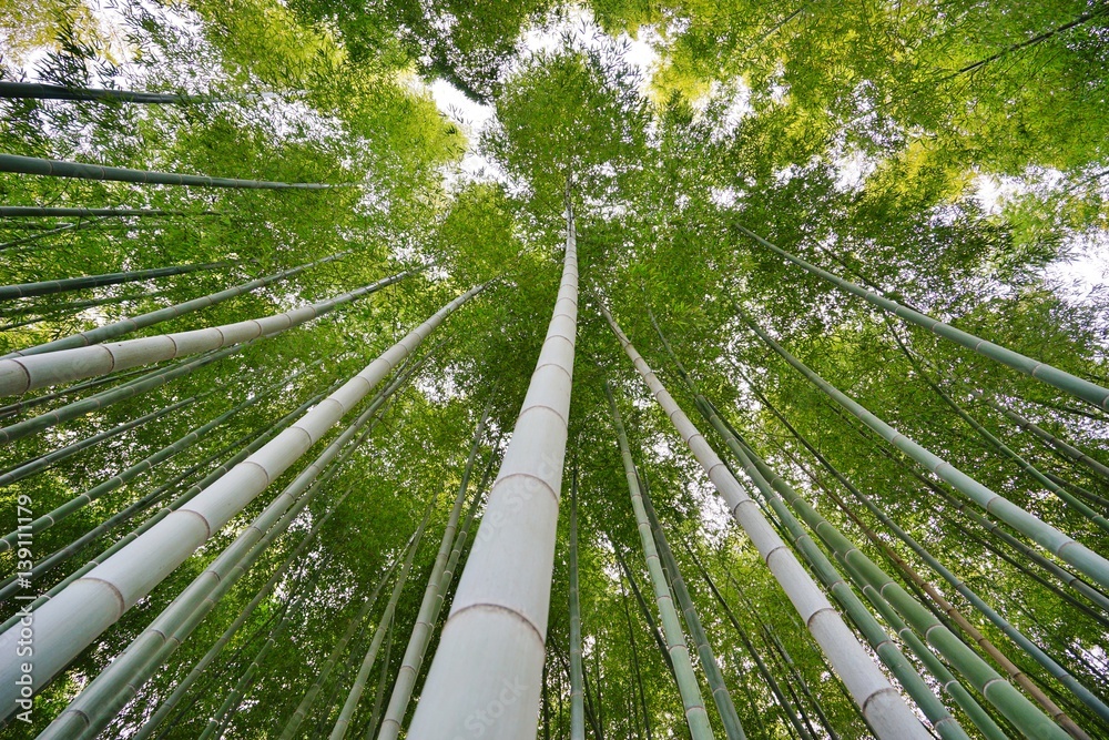 竹林 竹林