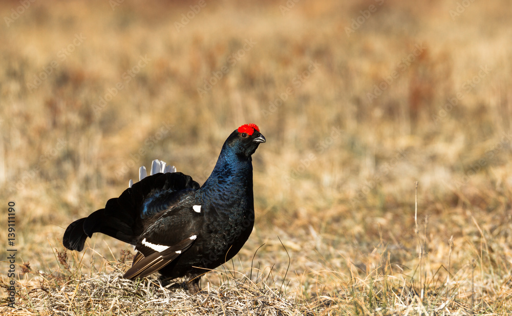 Black grouse - Tetrao tetrix - lek in Norway Black grouse - Tetrao tetrix - lek in Norway