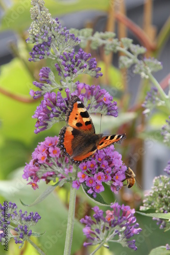 Quadro em tela Buddleia zweifarbig mit Schmetterling