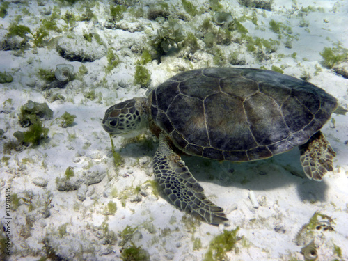 Green Turtle at Lunch