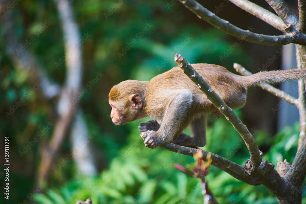 Fototapeta premium this image is about thai monkey