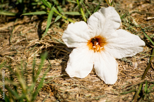 Flower of a Texas Olive, after falling to the ground. photo