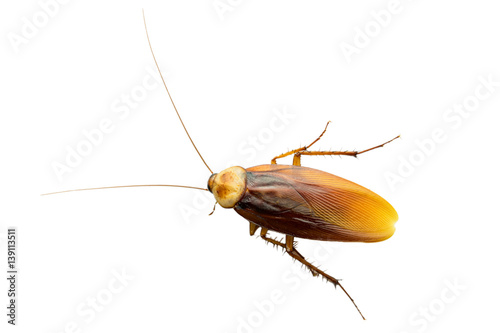 cockroach,isolated on white background with clipping path.