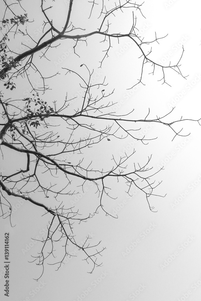 Fototapeta premium Tamarine Branch with the sky