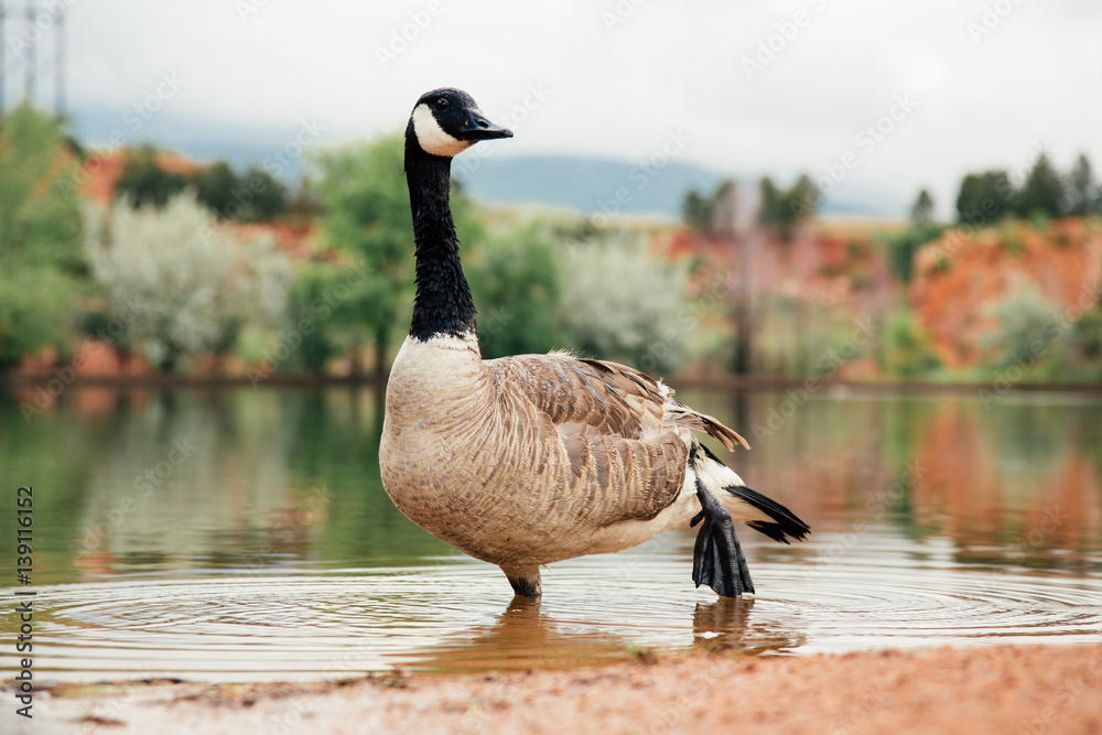 Goose Standing in on Shore of Lake Goose Standing in on Shore of Lake