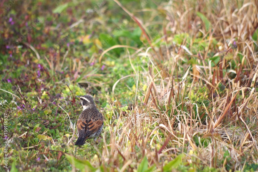 The wild bird dusky thrush which pauses