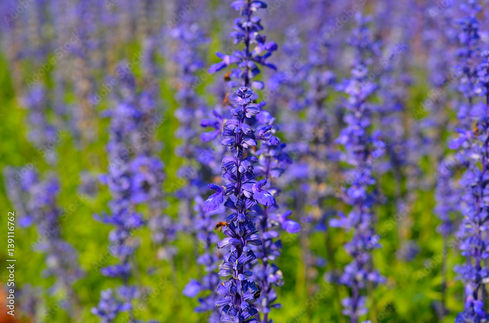 blurred and tonned purple flower in fields close up blurred and tonned purple flower in fields close up