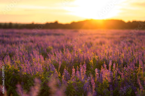 flower field at sunset