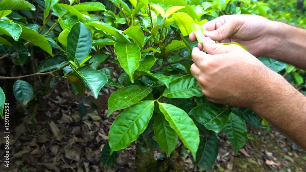 Man Inspecting Tea Leaves. Agriculture Concept. Eco Tourism Man Inspecting Tea Leaves. Agriculture Concept. Eco Tourism
