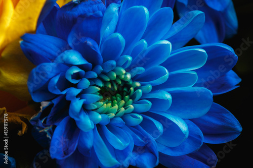 Blue chrysanthemum as background. The blue chrysanthemum flower, close up, macro. Blue flower close up. beautiful bouquet with chrysanthemum, background.