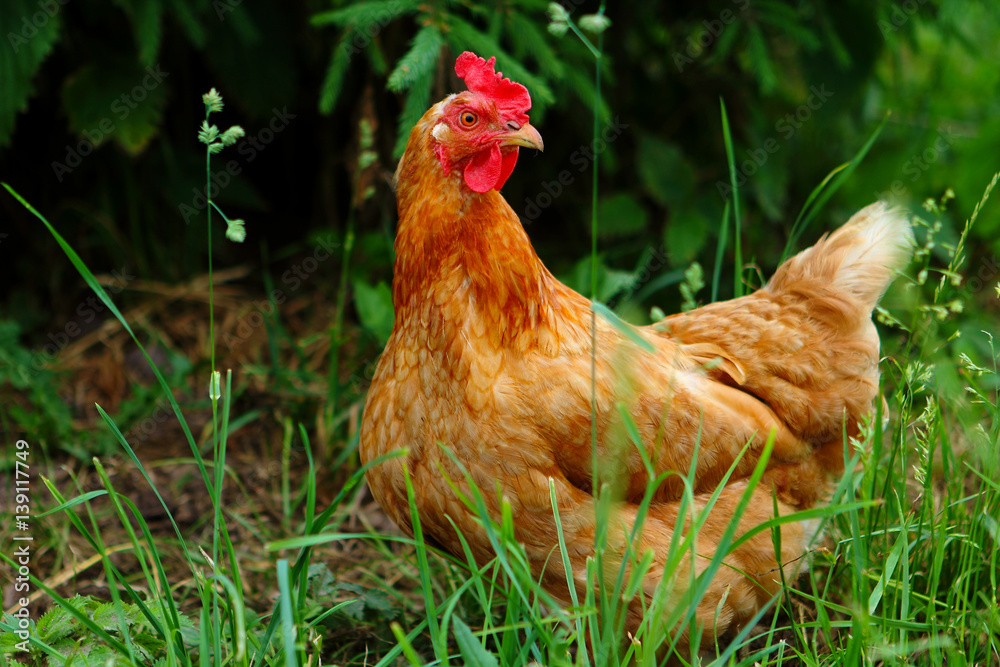 Fototapeta premium red hen in the bushes