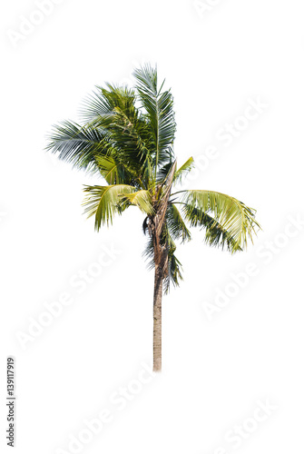 Coconut trees on white background   