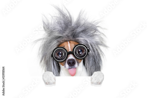 intelligent smart  dog with an idea © Javier brosch