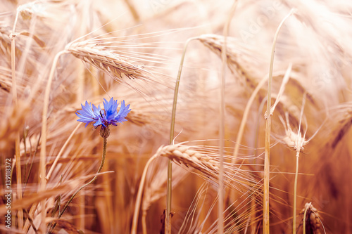Ryes with blue cornflower