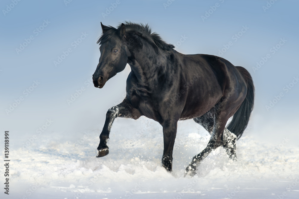 Beautiful black stallion run in snow field Beautiful black stallion run in snow field