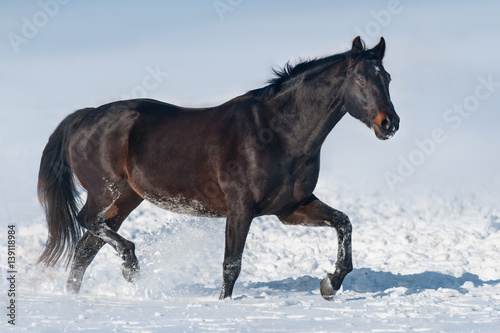 Wallpaper Mural Black stallion trotting in snow Torontodigital.ca